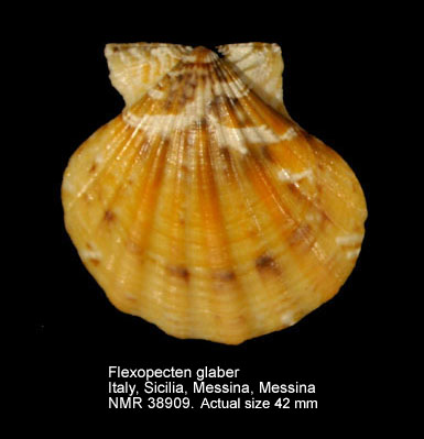 Flexopecten glaber (3).jpg - Flexopecten glaber(Linnaeus,1758)